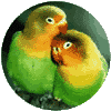 Green Parrots